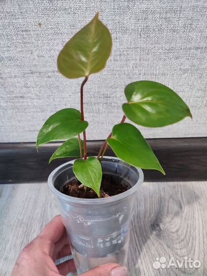 Антуриум Ред Коралл