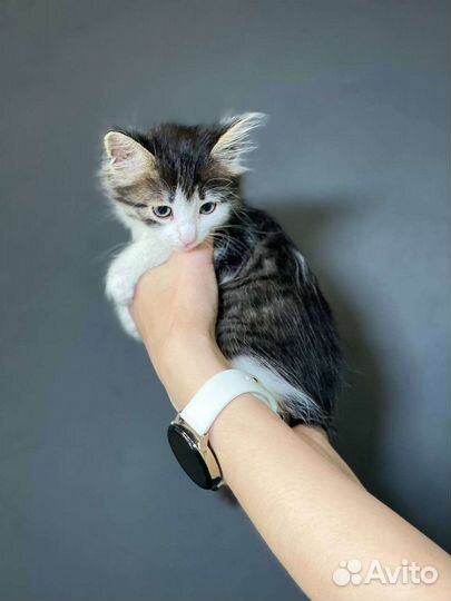 Много красивых котят на выбор