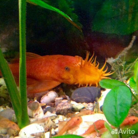 Сомики и боции мраморные