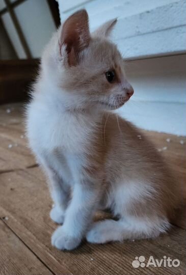 Ищу любящий дом для котёнка
