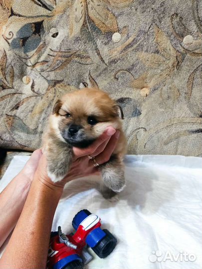 Щенки шпица