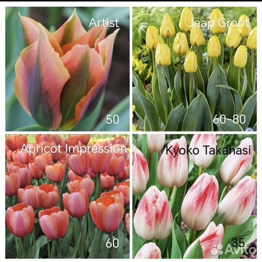 Луковичные растения