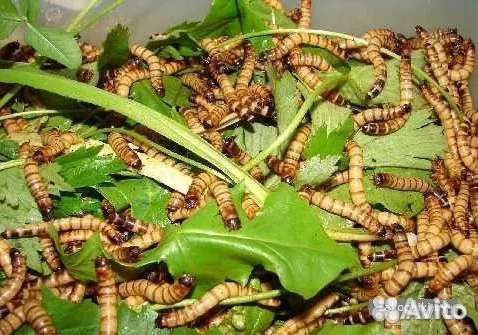 Зофобас-живой корм для насекомоядных животных