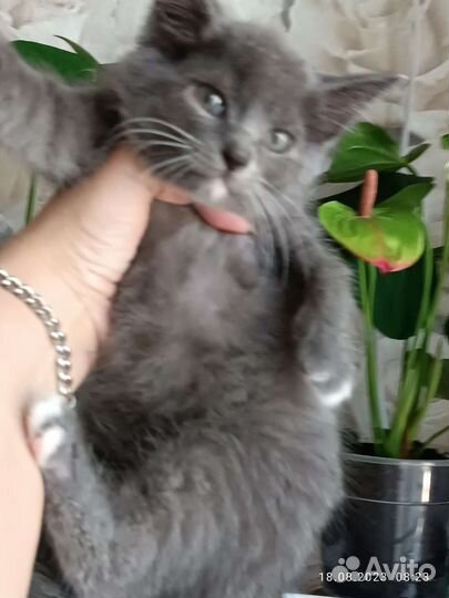 Котенок мальчик