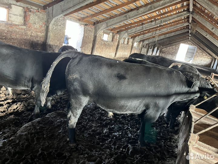 Быки на племя