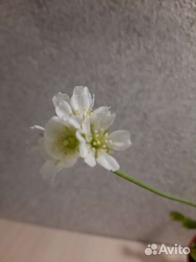 Венерина мухоловка Dionaea muscipula