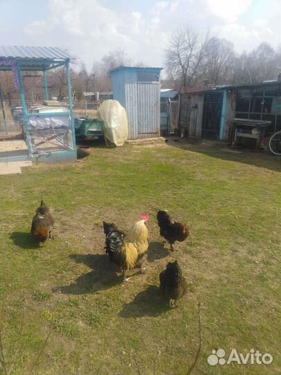 Семья кур Фавероль