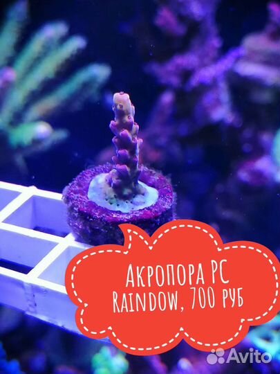 Живые кораллы