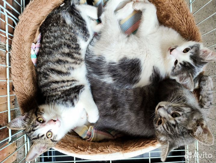 Котята мальчики