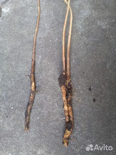 Цветок Кампсис лиана