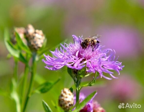 Мед 24 года из Алтая опт