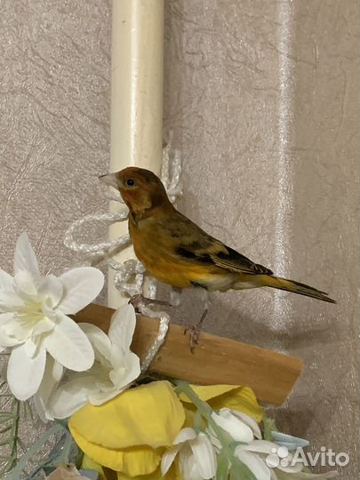 Канарейка гибрид щегол