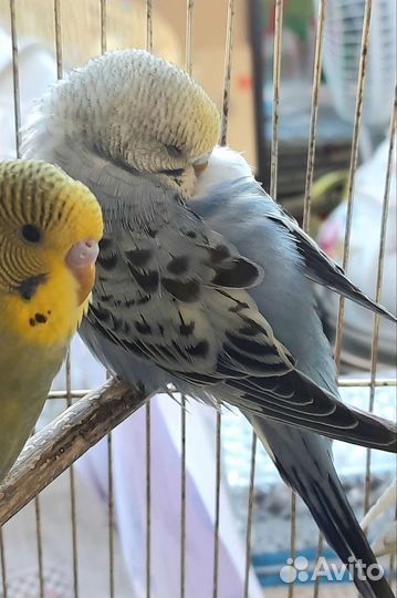 Волнистый попугай ручной