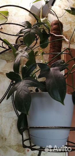 Филодендрон Флорида Грин