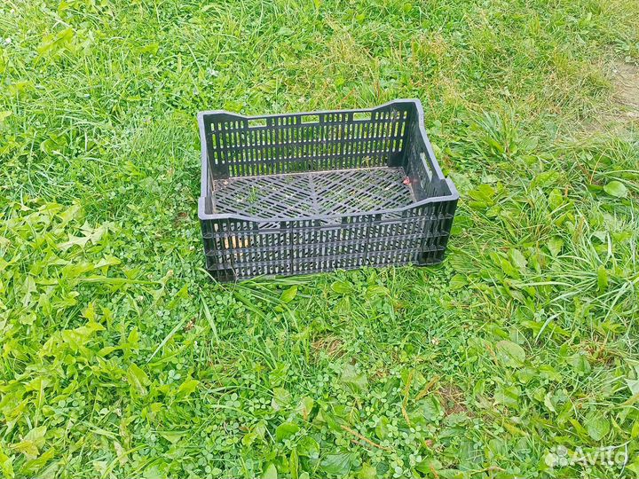 Ящики пластиковые