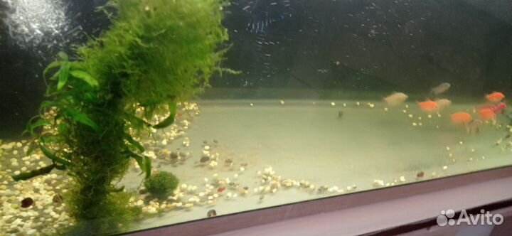 Аквариум200л, с крышкой свет