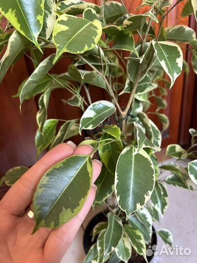 Фикус бенджамина Саманта