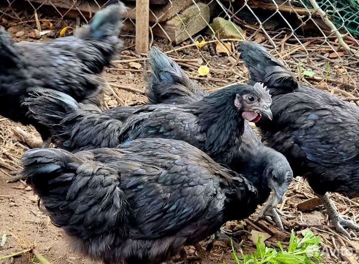 Петух Ухейилюй