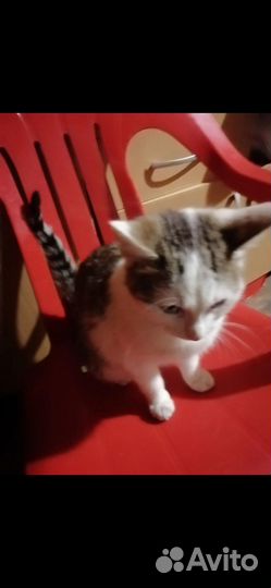 Котята в добрые руки бесплатно