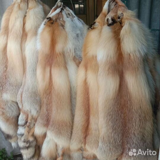 Шкуры рыжей лисы