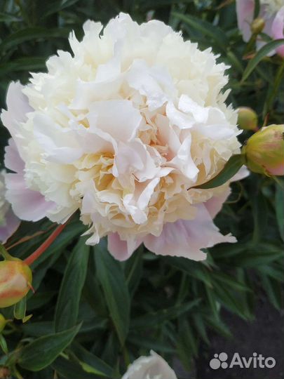 Пионы саженцы