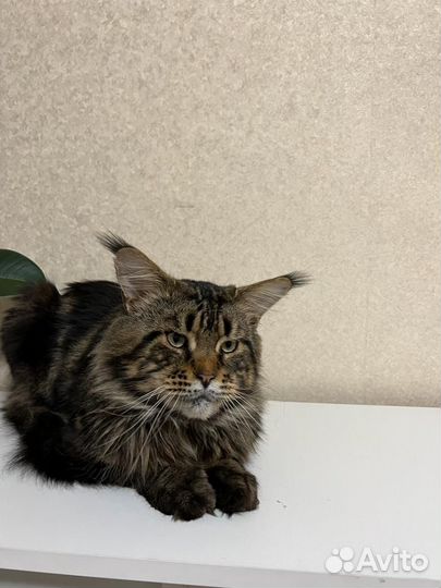 Мейн-кун Вязка