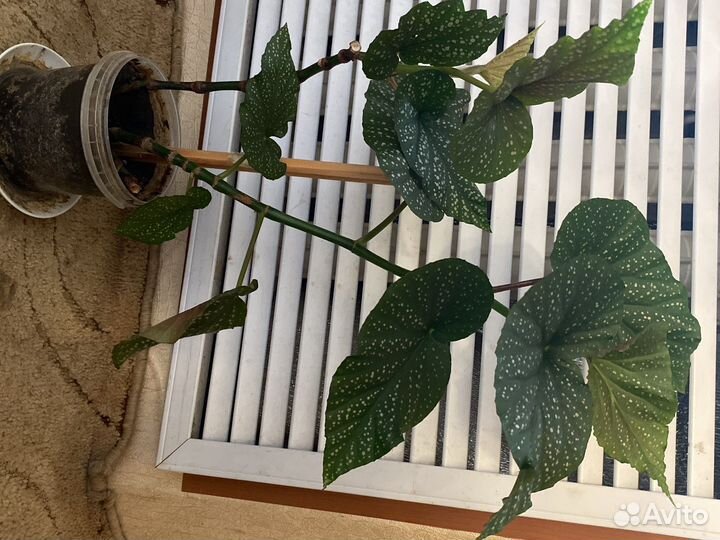 Столетник, рэо, декабрист