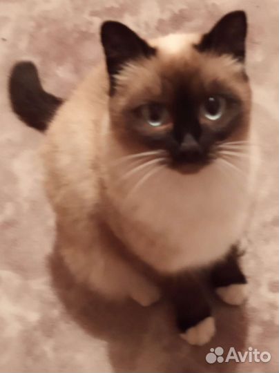 Котёнок(м)