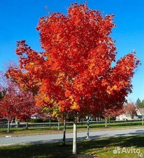 Саженцы клёна, клён канадский