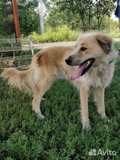 Две собаки друзьяшки в поисках дома