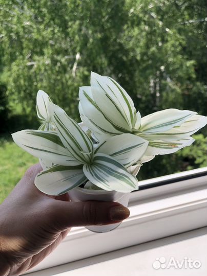 Традесканция