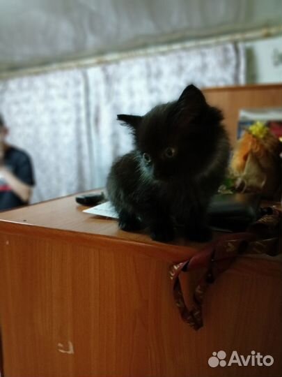 Котята в добрые руки даром