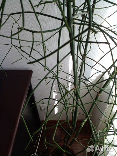 Отростки - Хатиора саликорниевидная