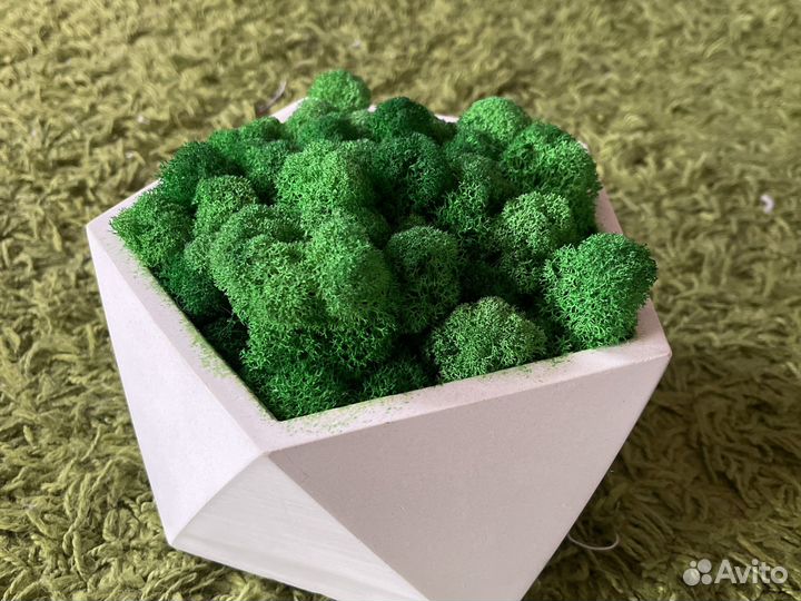 Кашпо настольное мох стабилизированный