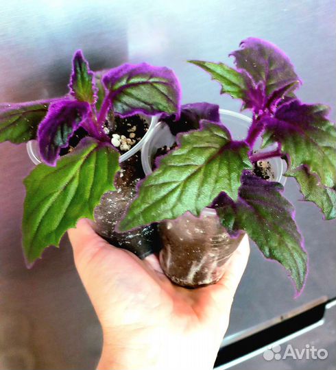 Гинура или синяя птица (комнатные цветы)