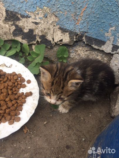 Котики бесплатно в добрые руки
