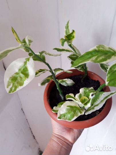 Комнатные растения