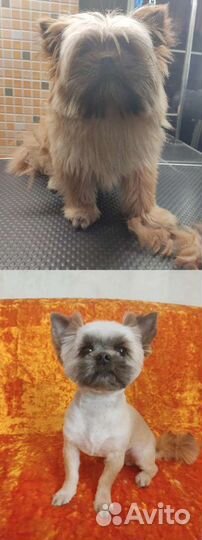 Стрижка собак. Груминг