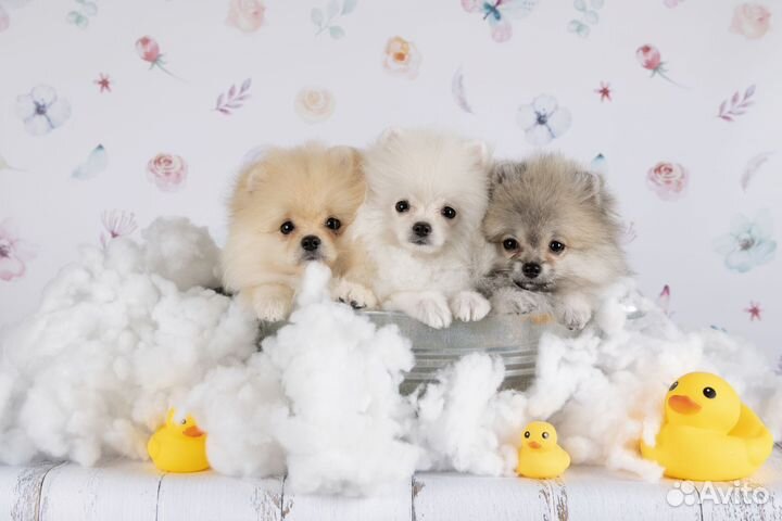 Щенки шпица