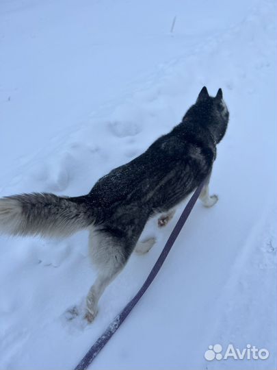 Хаски отдам
