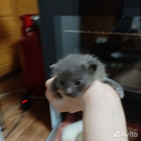 Котята мальчики