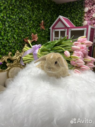 Цветные карлики готовы к переезду