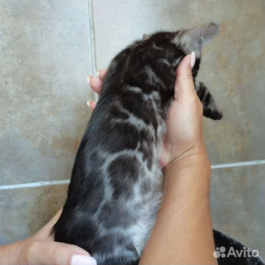 Бенгальские угольные и серебряные дети