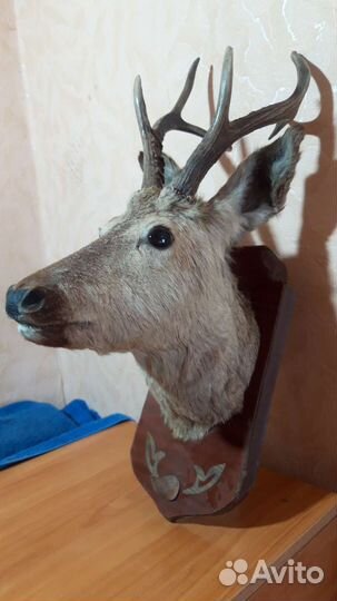 Чучело косули