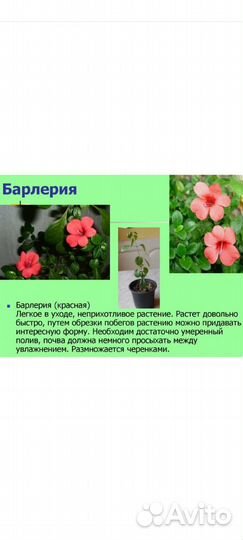 Барлерия красная