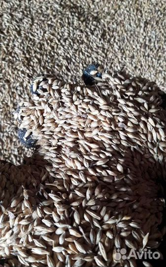 Просо, Кормовой овёс на корм