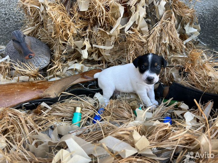 Гладкошерстный фокстерьер