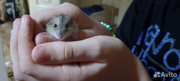 Джунгарский хомяк