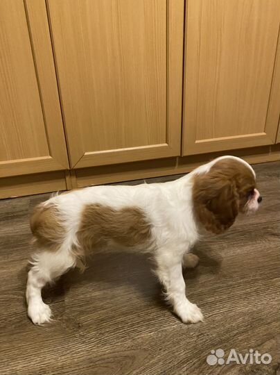 Щенки кавалер кинг чарльз спаниеля
