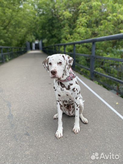 Далматин для фотосессии